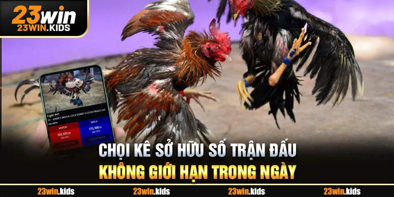 Chọi kê sở hữu số trận đấu không giới hạn trong ngày